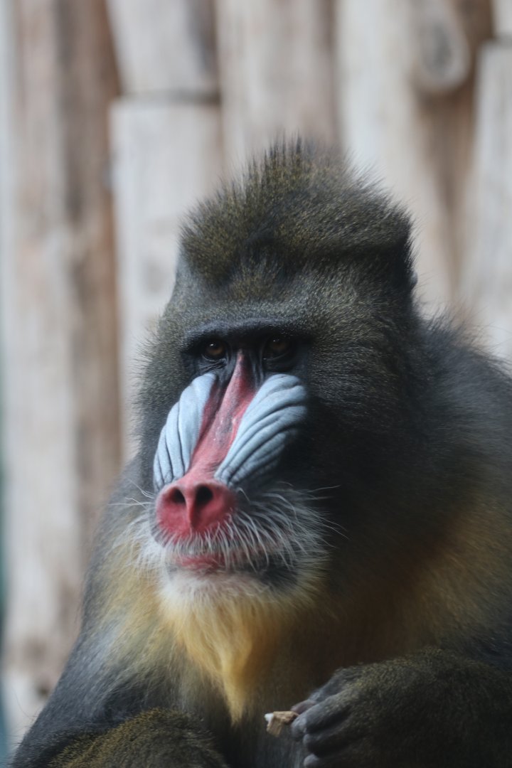 Mandrill
