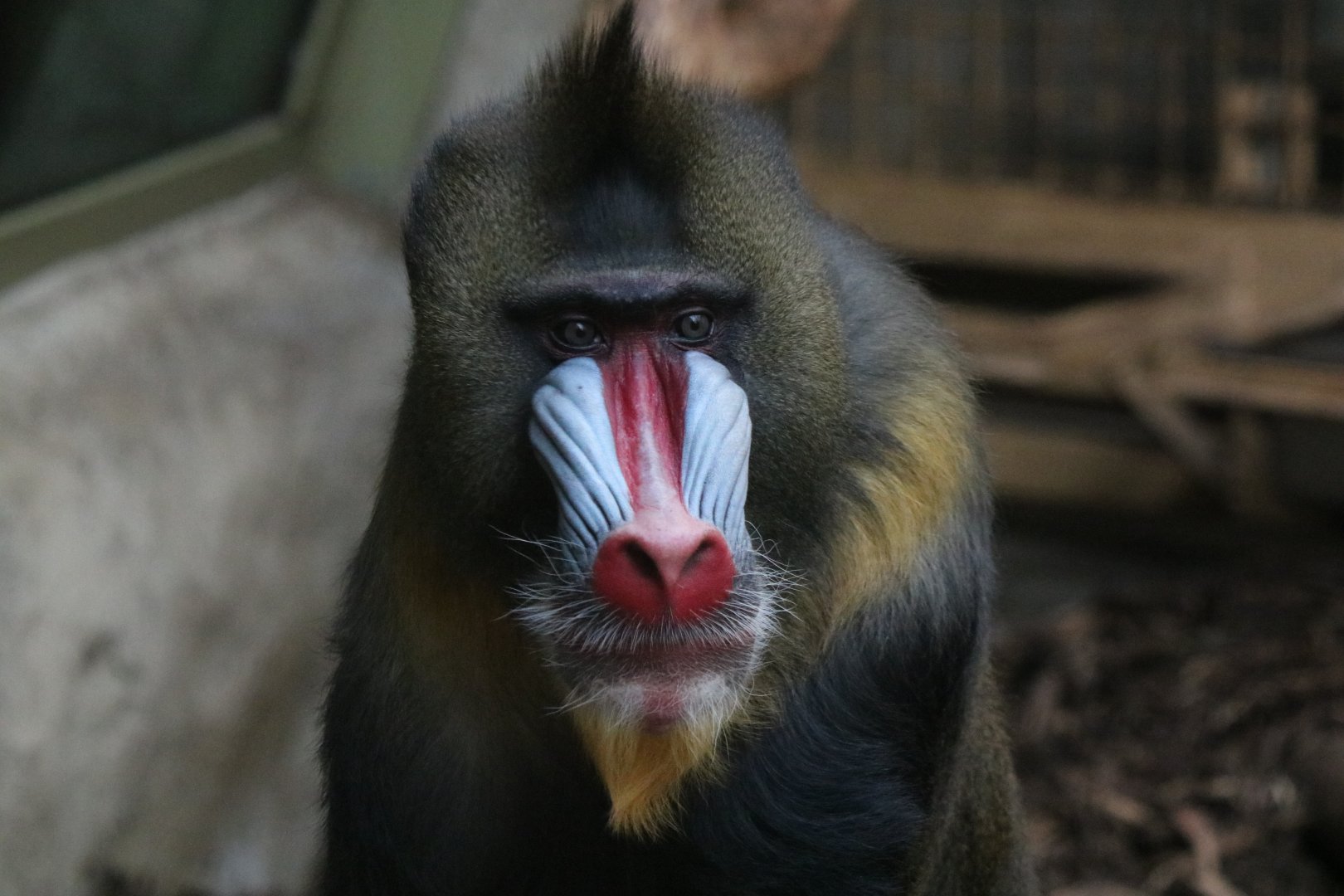 Mandrill