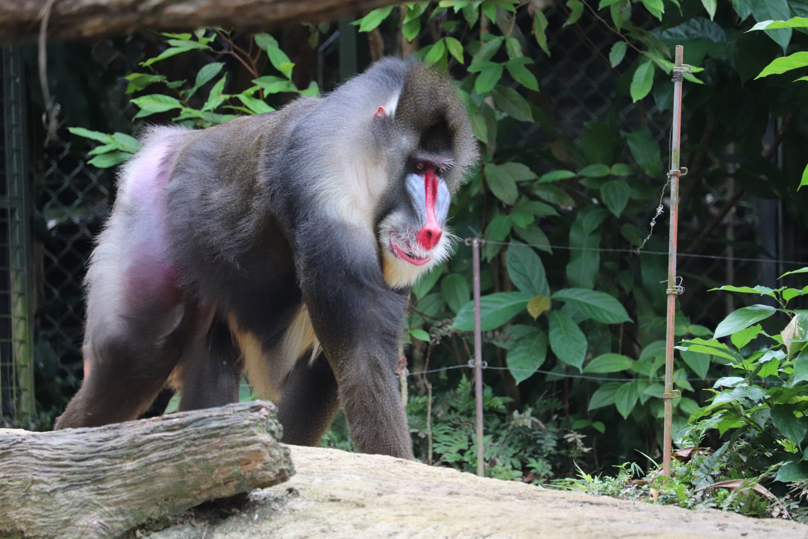 mandrill