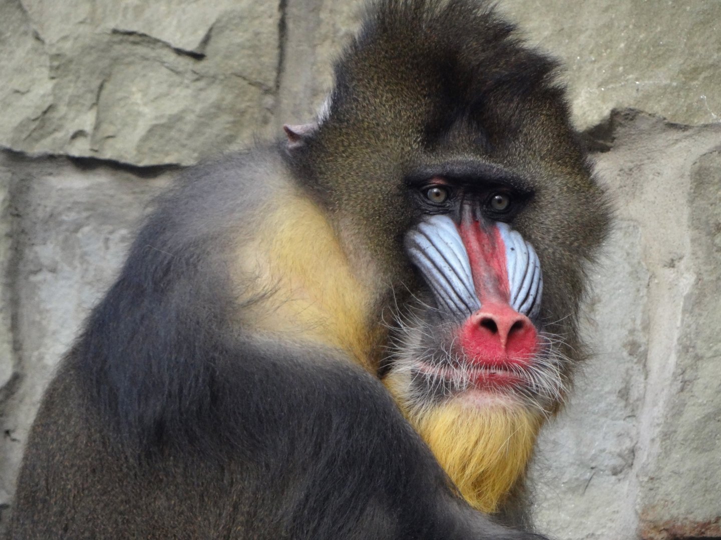 Mandrill