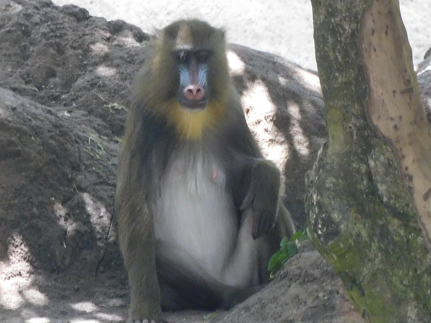 Mandrill