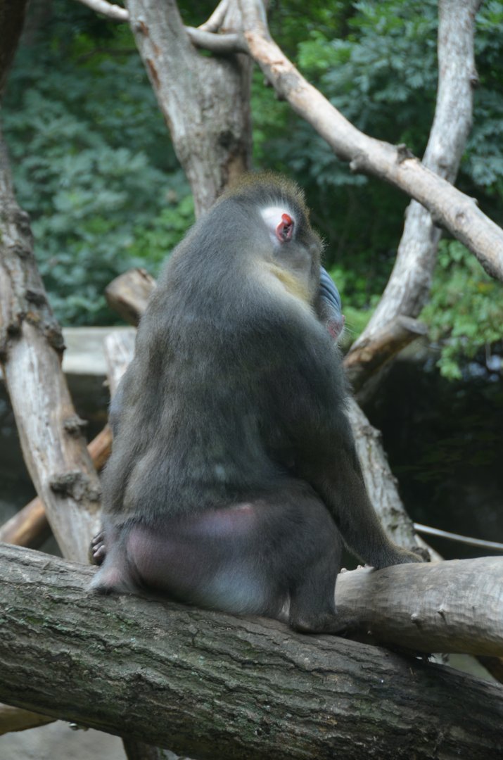 Mandrill