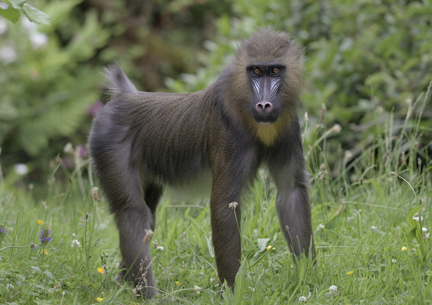 Mandrill