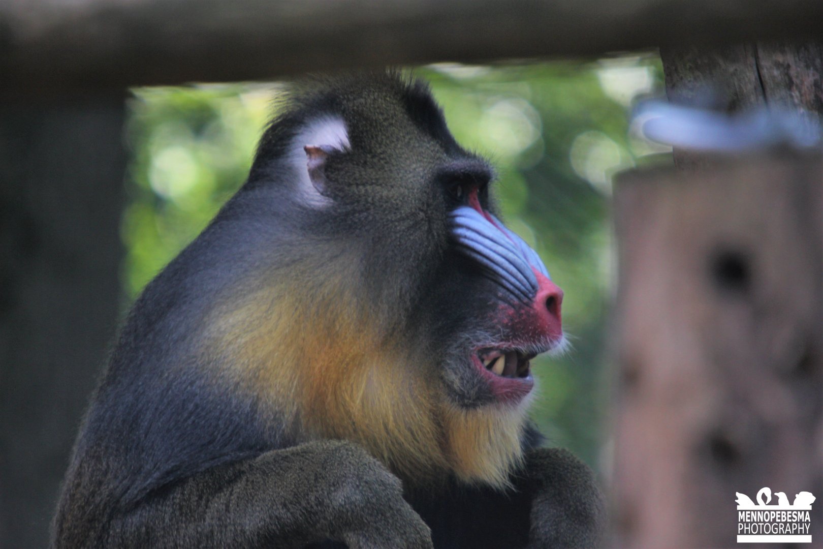 Mandrill
