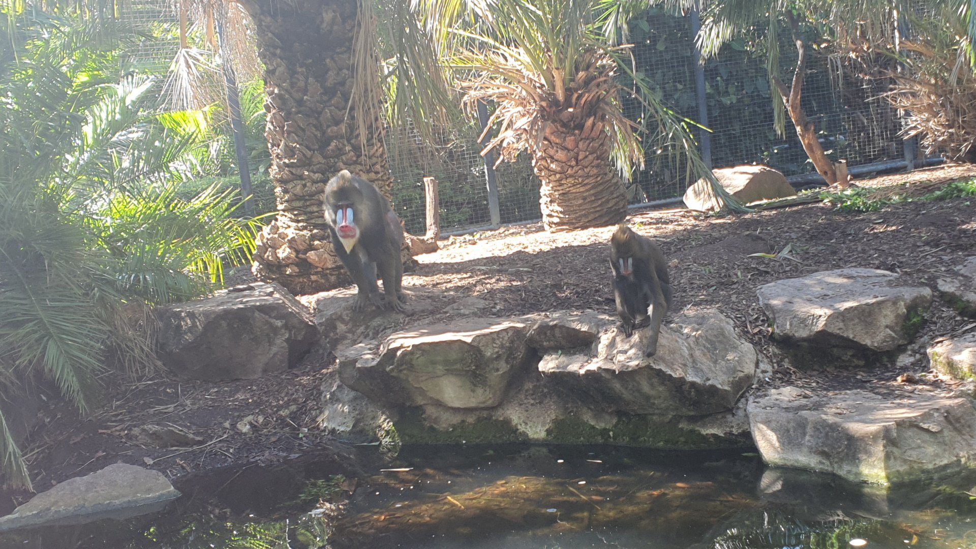 Mandrill