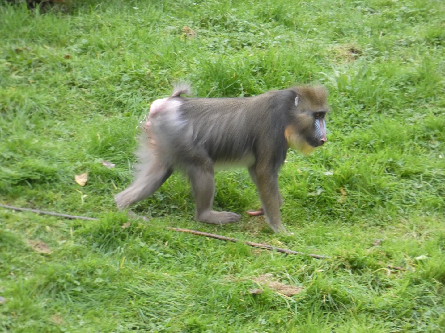 Mandrill