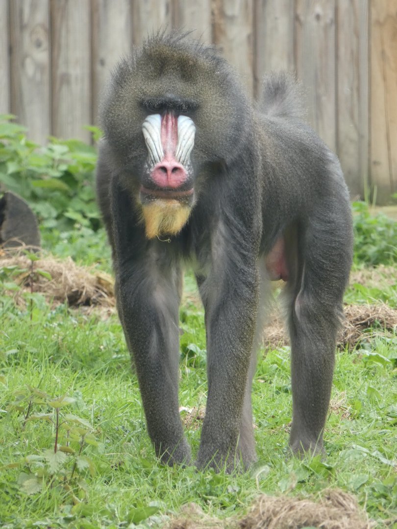 Mandrill