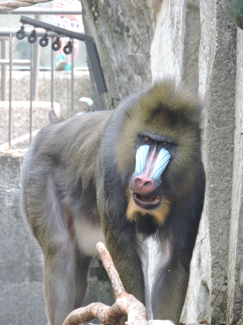 Mandrill