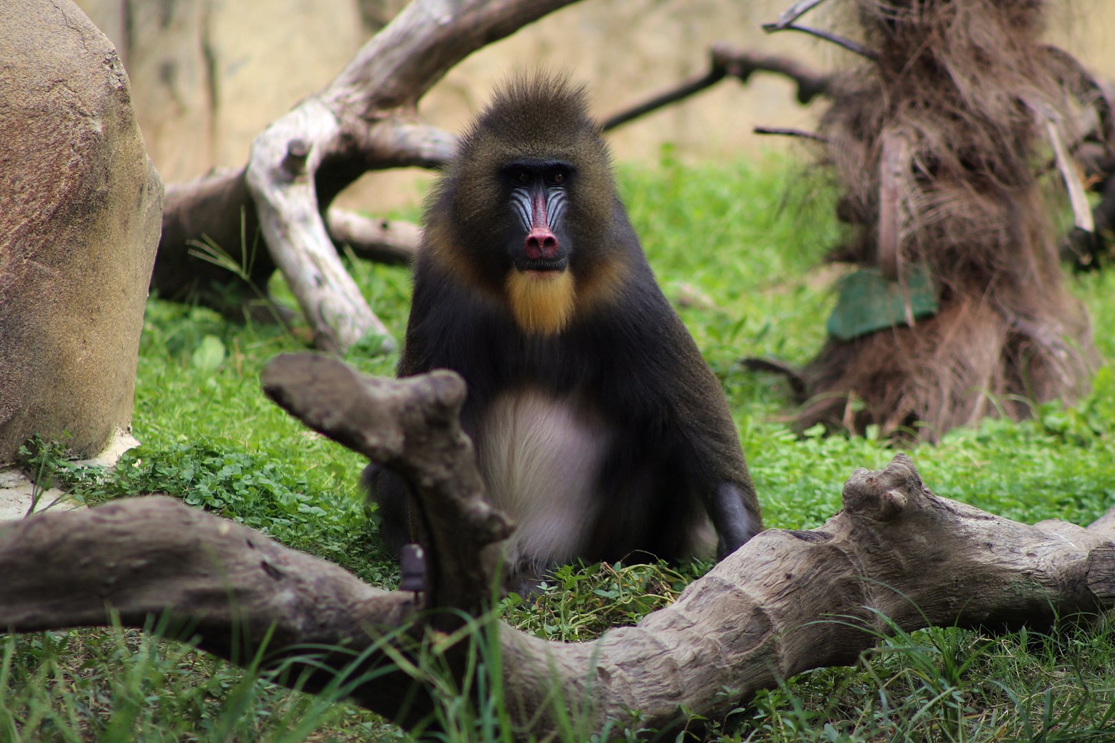 Mandrill