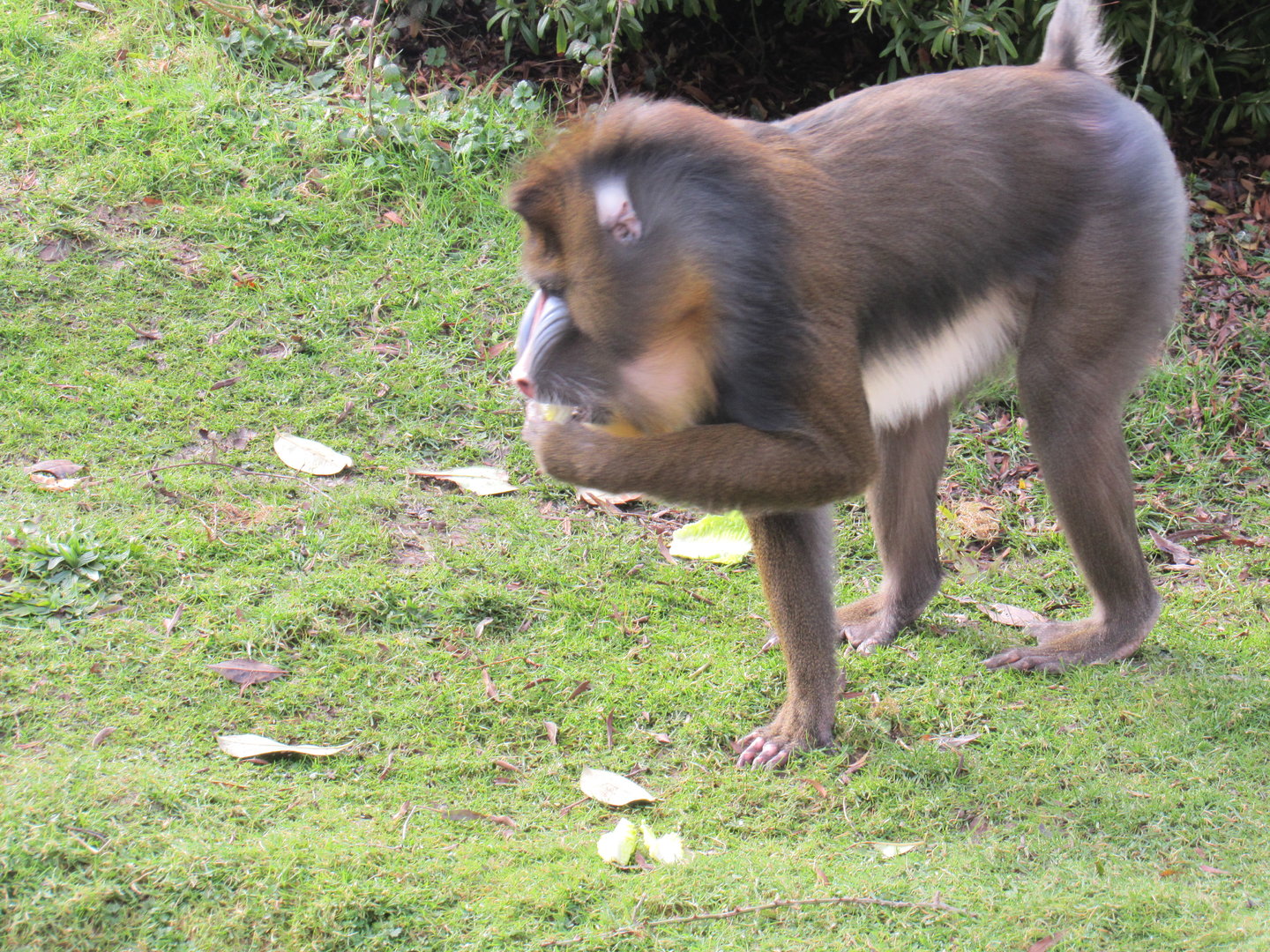 Mandrill