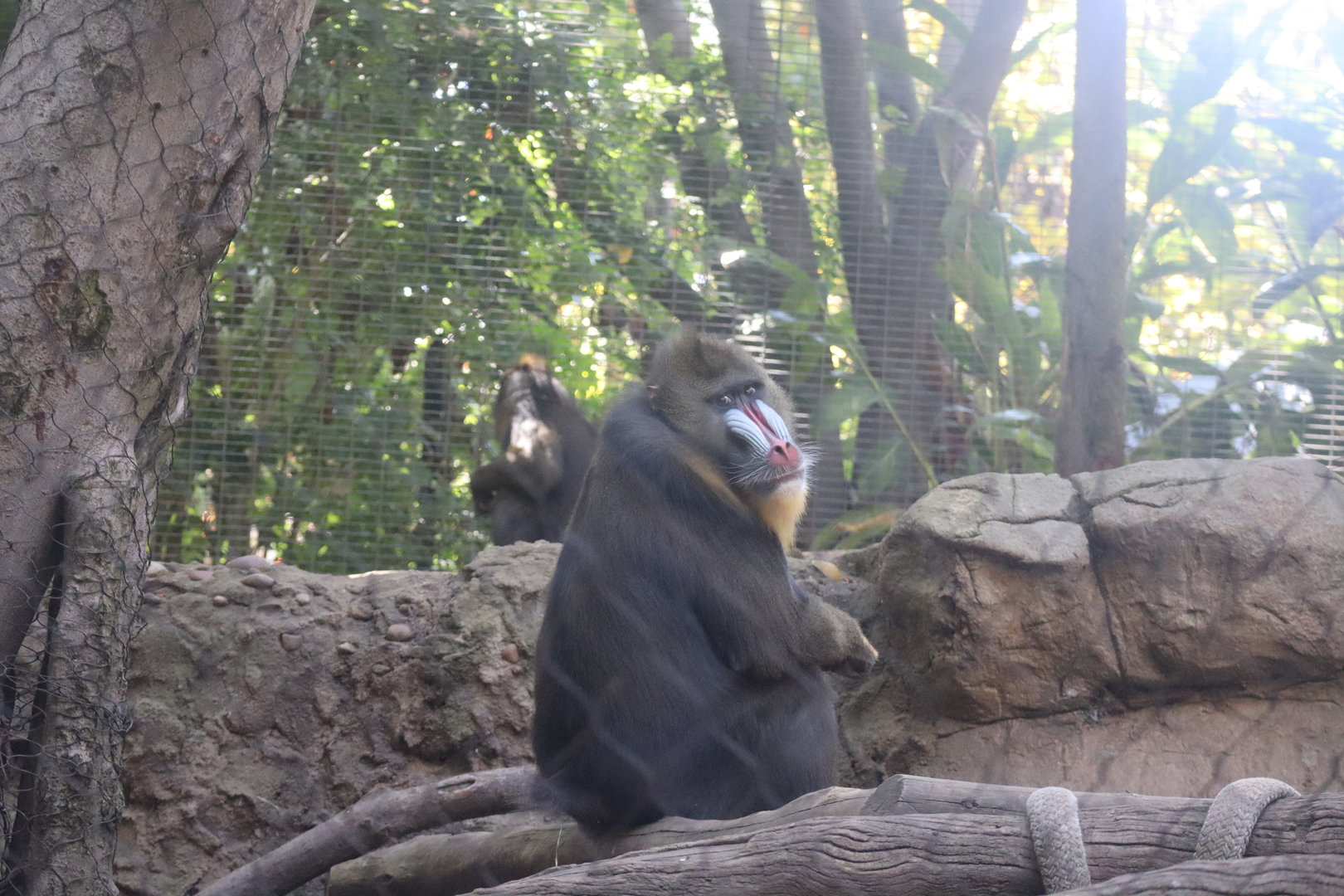Mandrill