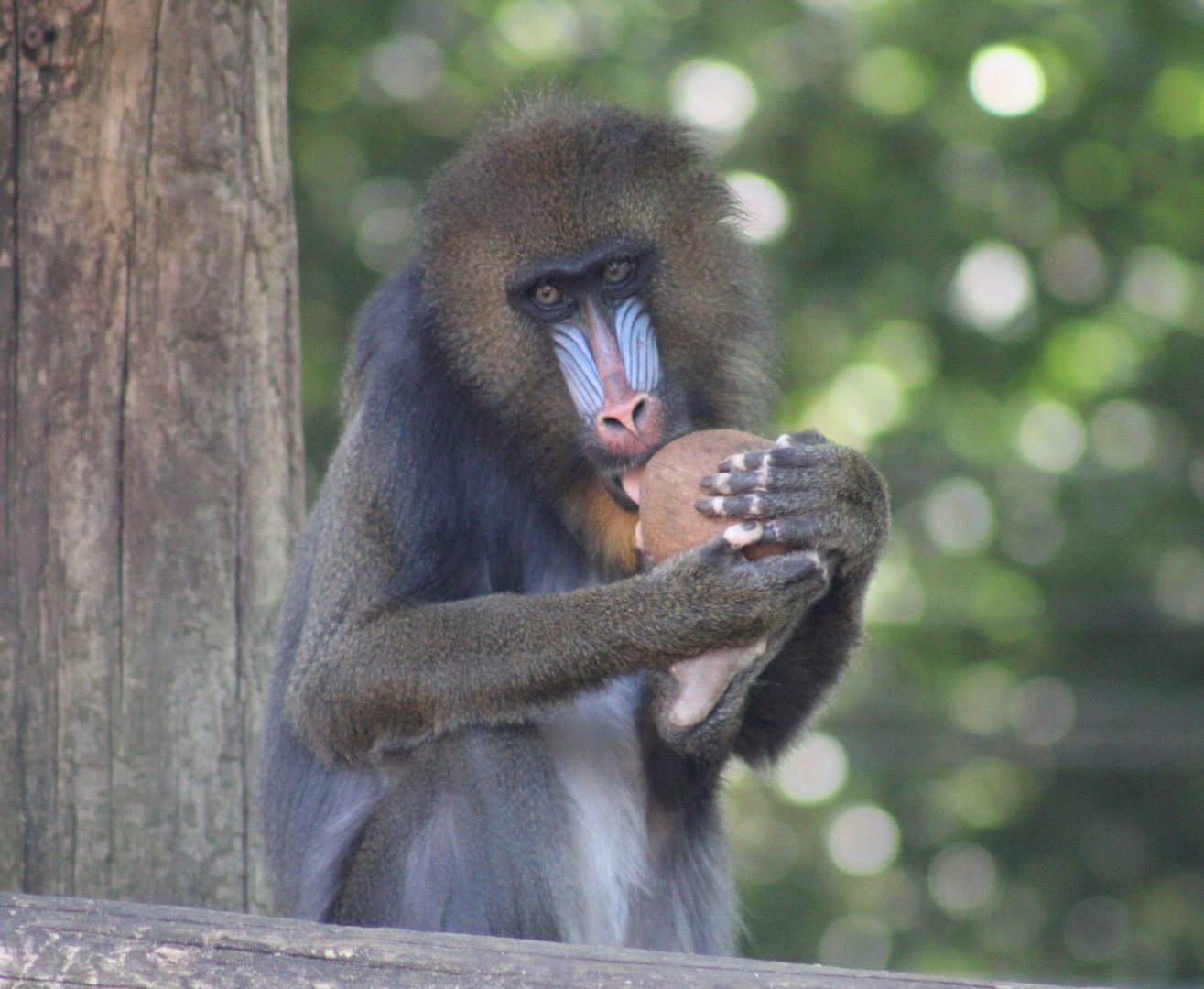 Mandrill