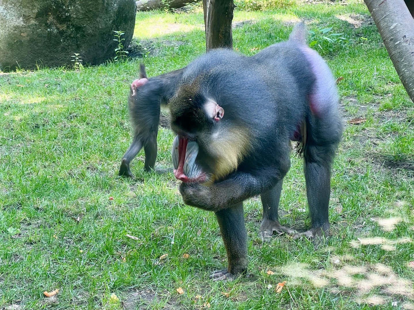Mandrill