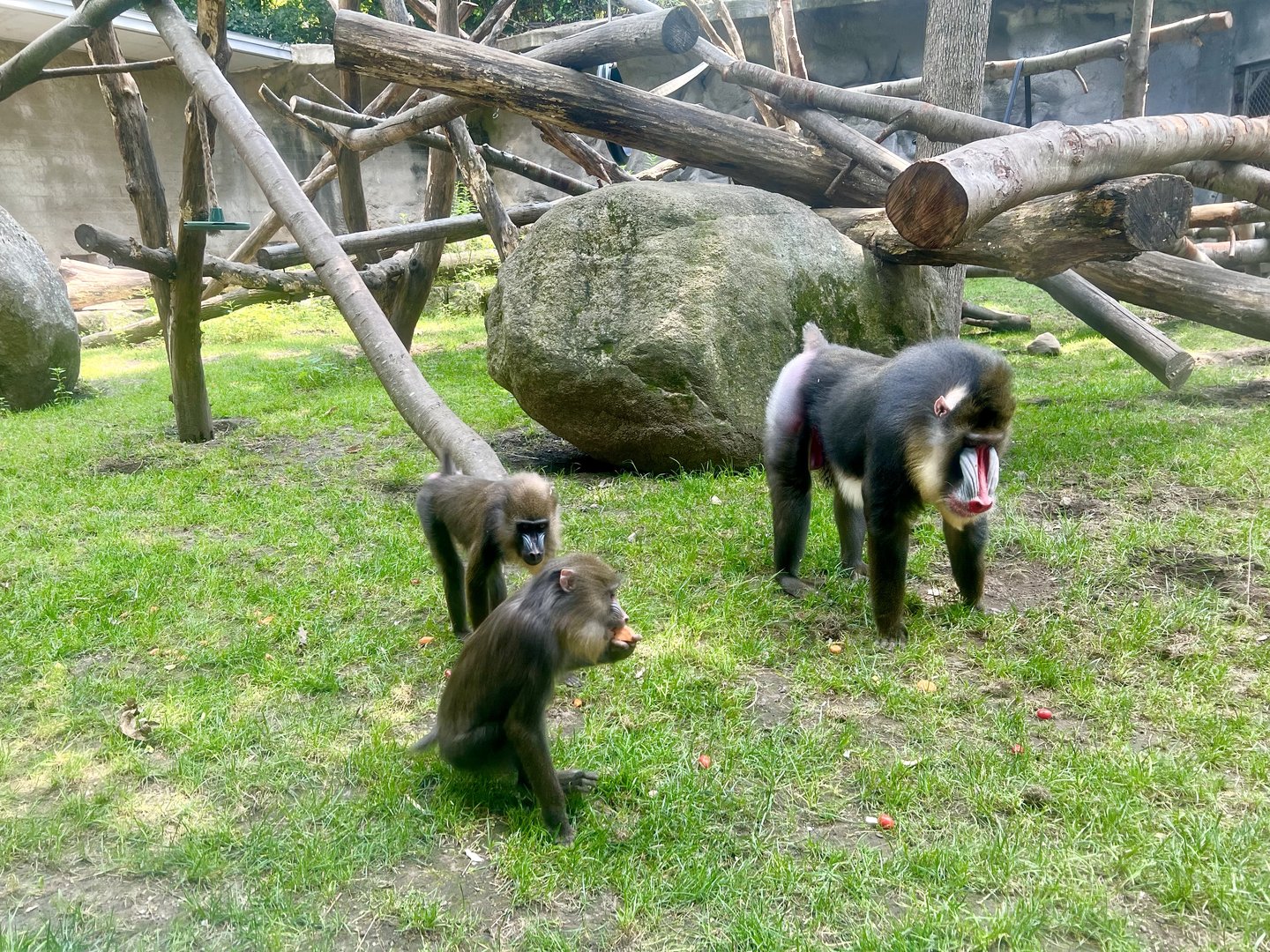 Mandrill