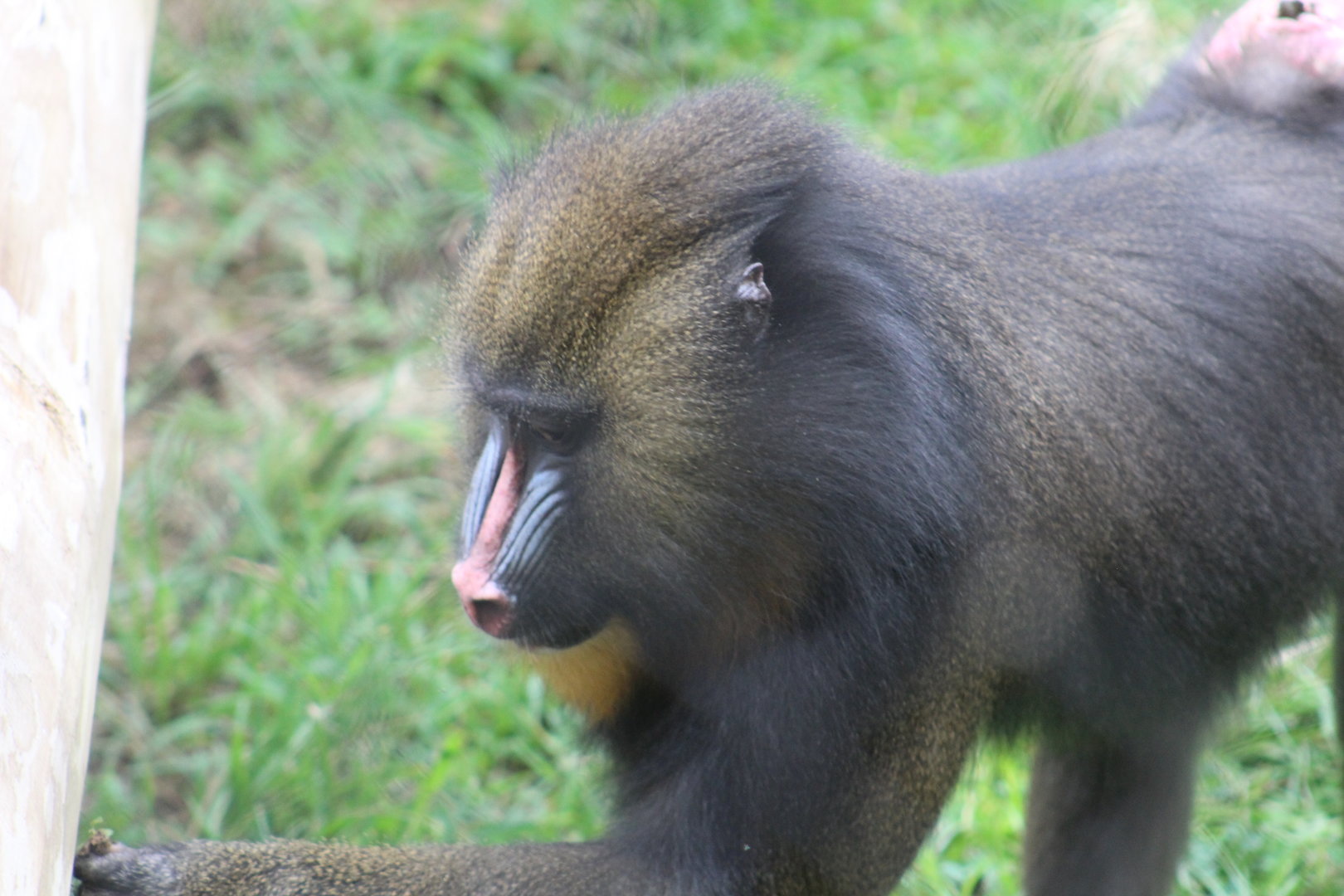 Mandrill