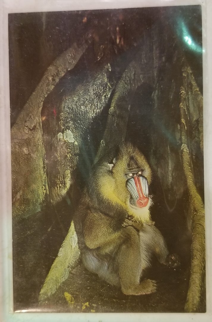 Mandrill
