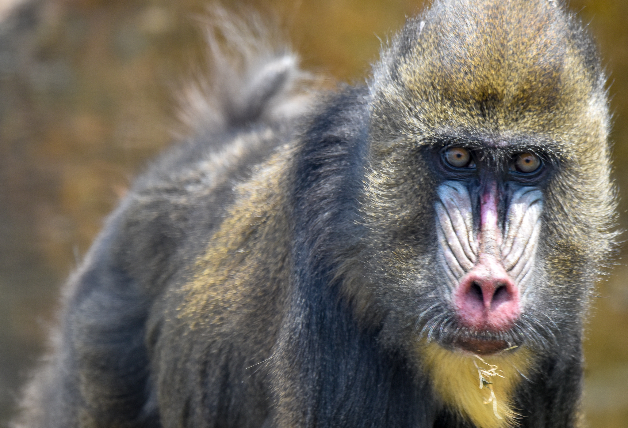 Mandrill