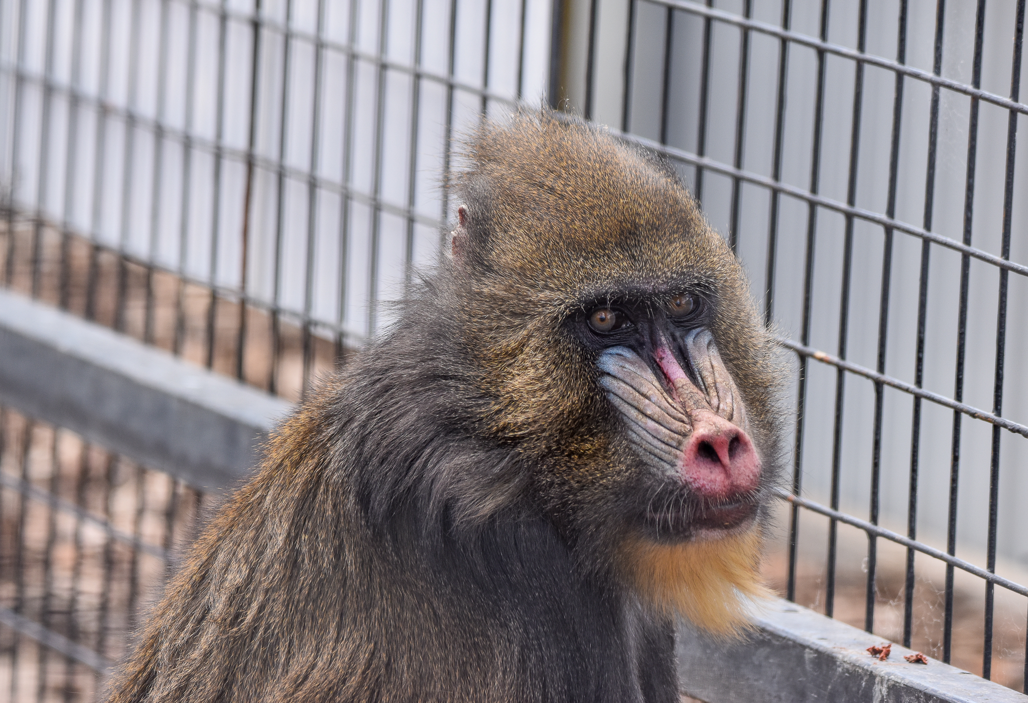 Mandrill