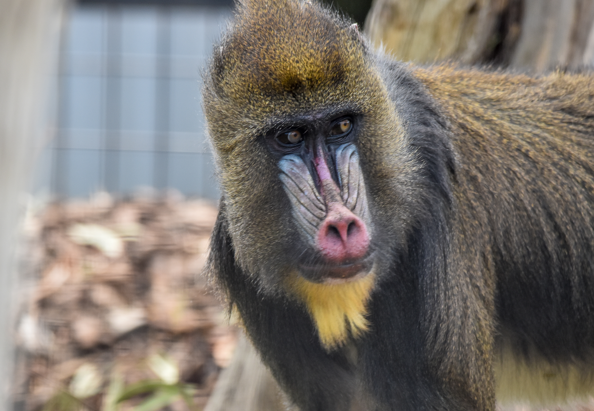 Mandrill