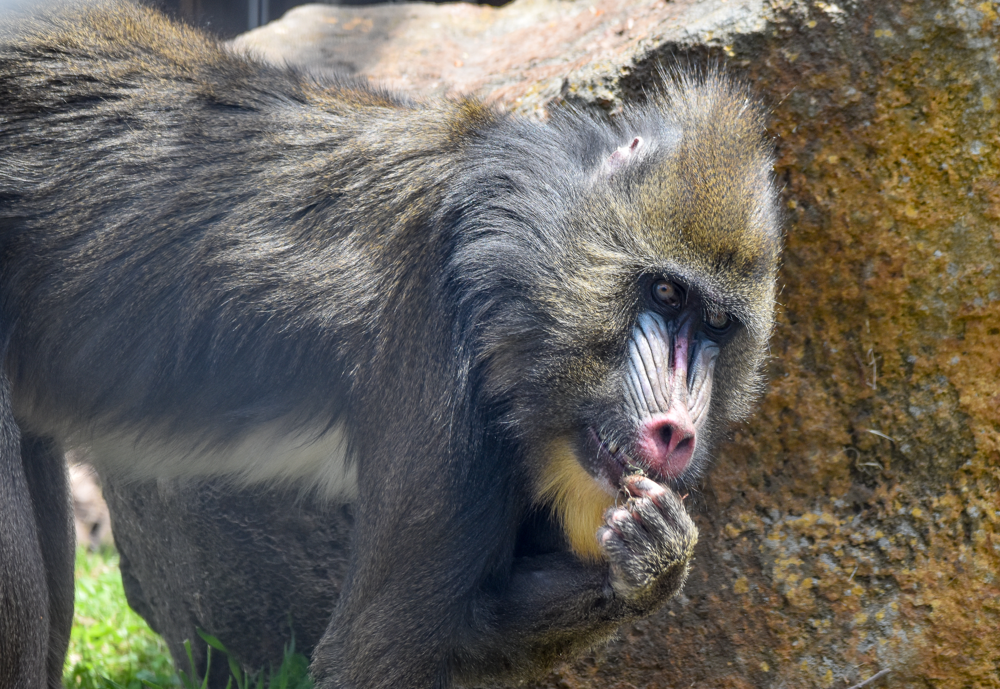 Mandrill