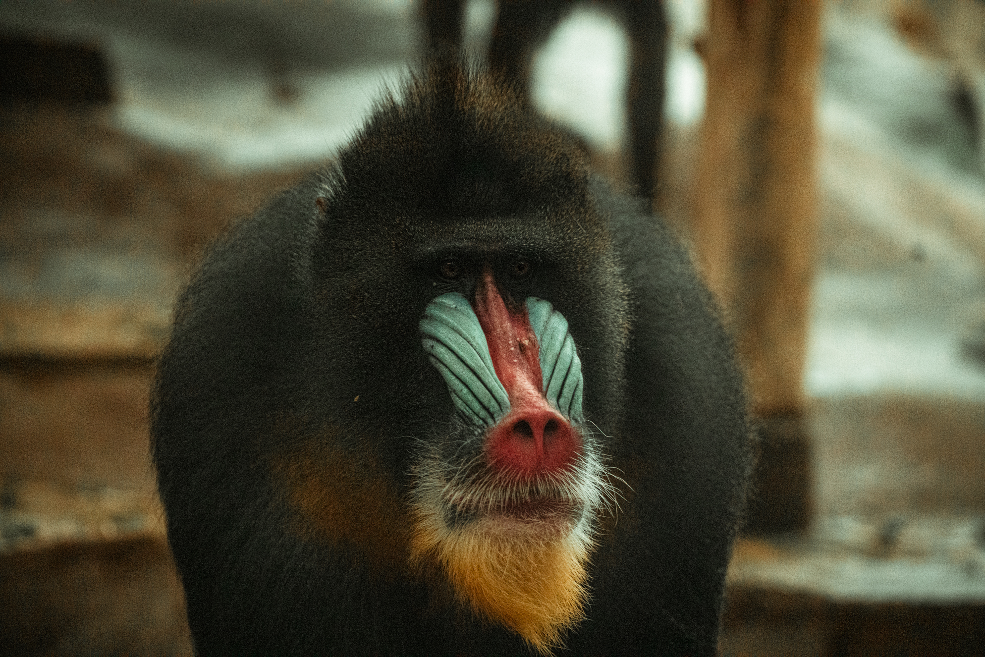 Mandrill