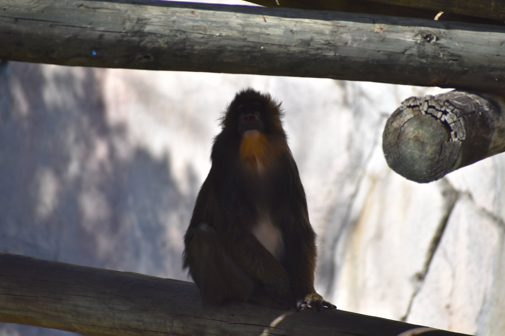 Mandrill