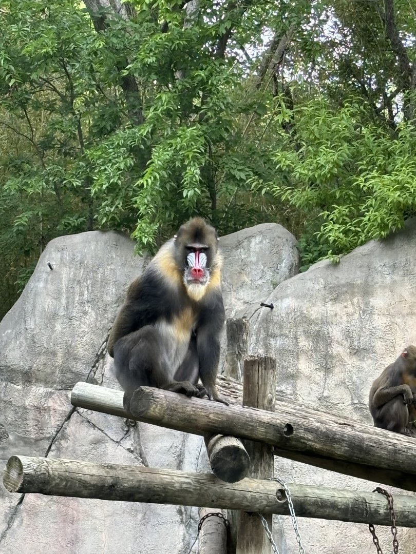 Mandrill