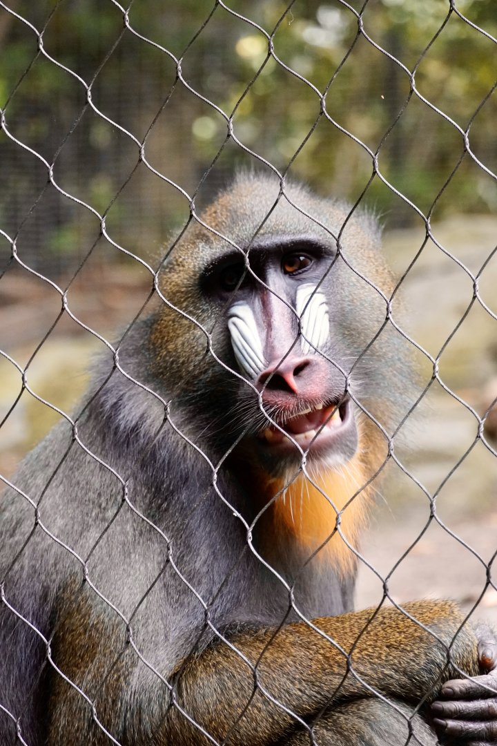 Mandrill