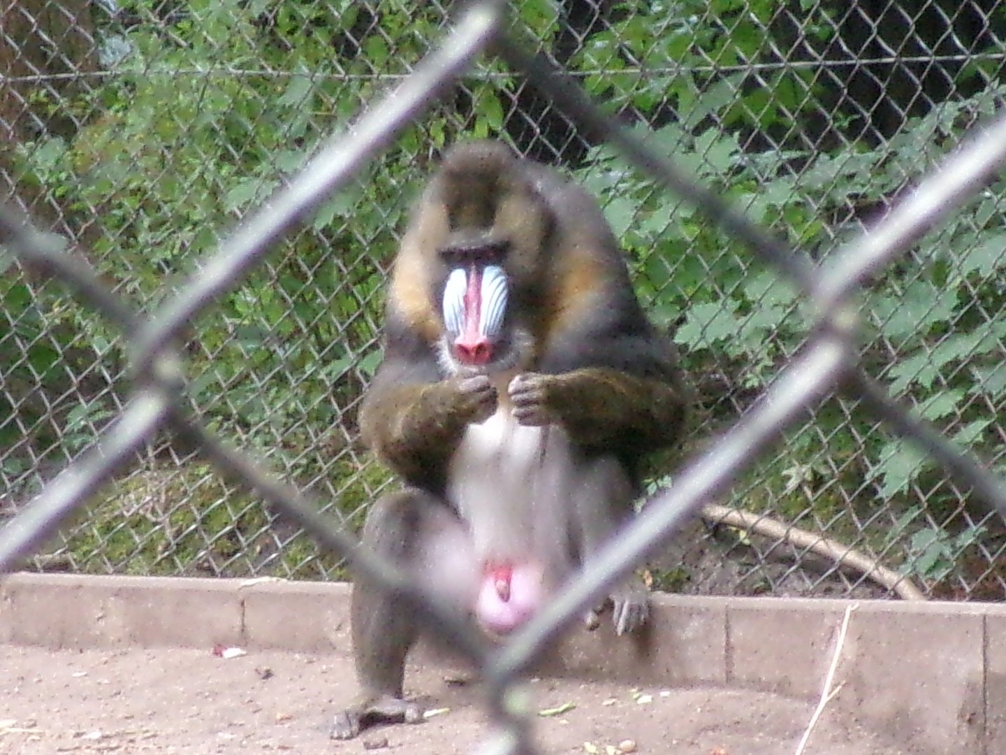 Mandrill