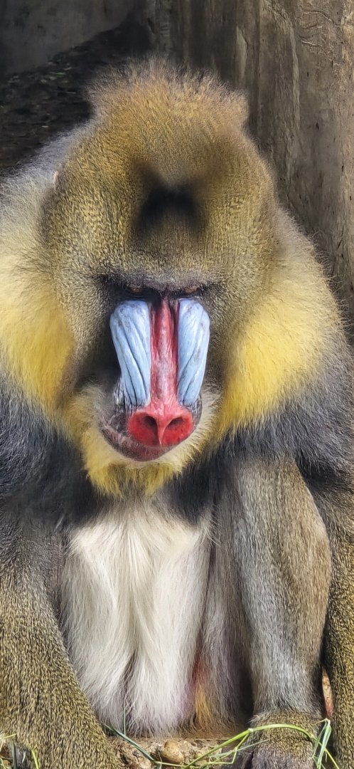 Mandrill