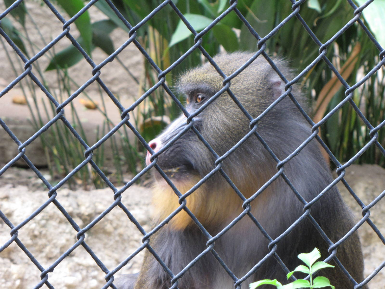 Mandrill