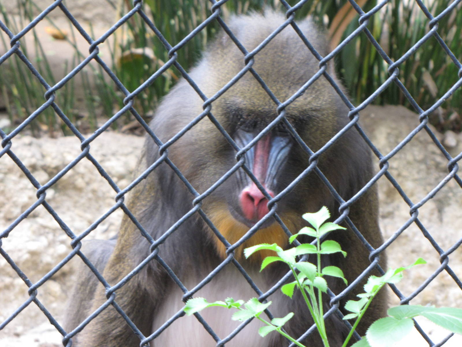 Mandrill