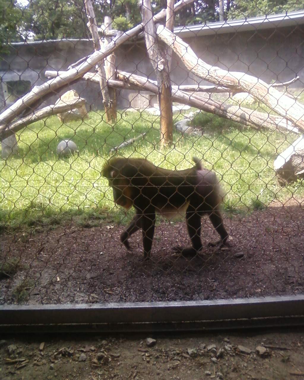 Mandrill