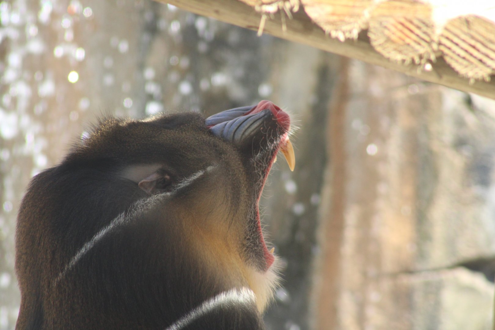 Mandrill