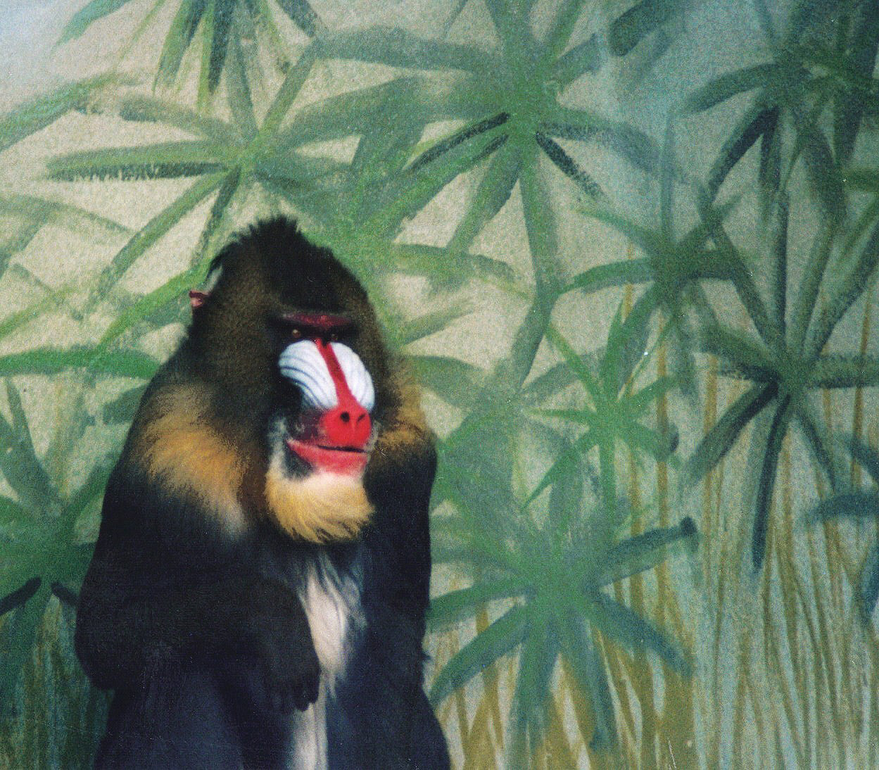 Mandrill