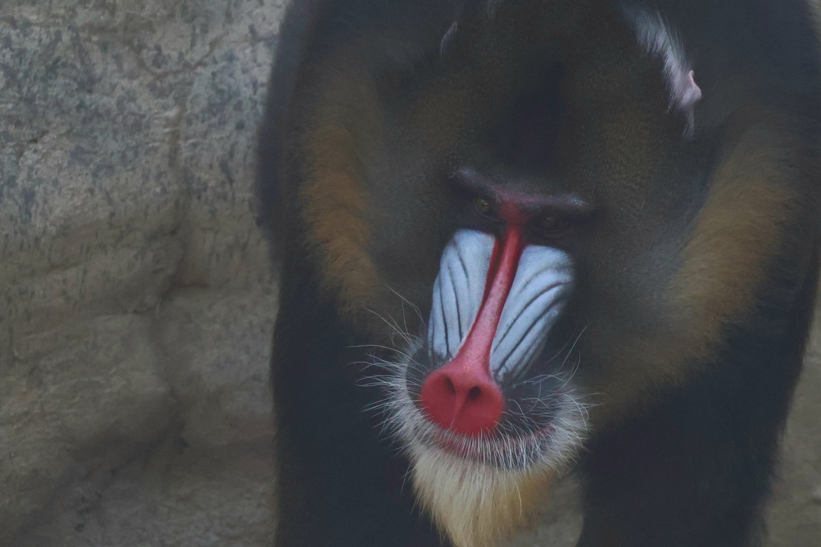 Mandrill