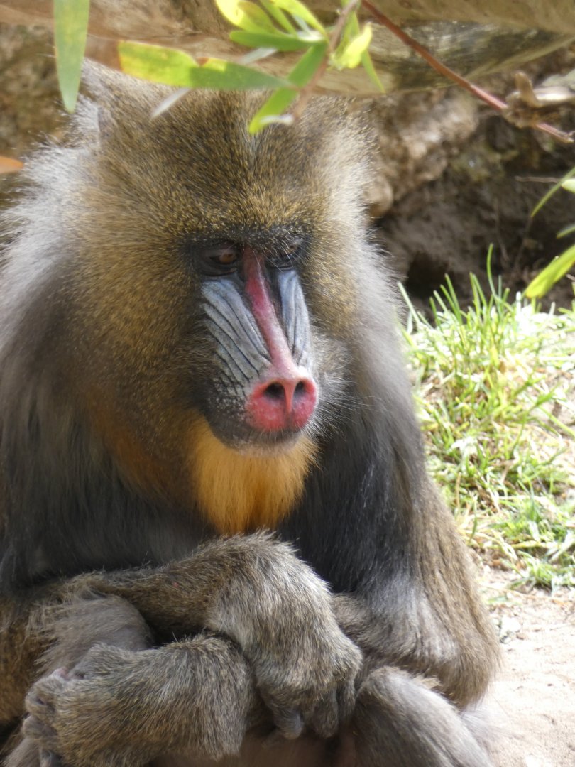 Mandrill
