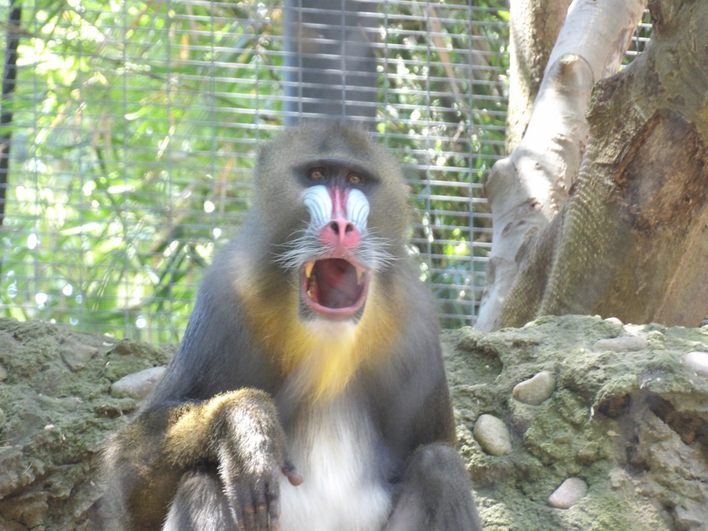 Mandrill