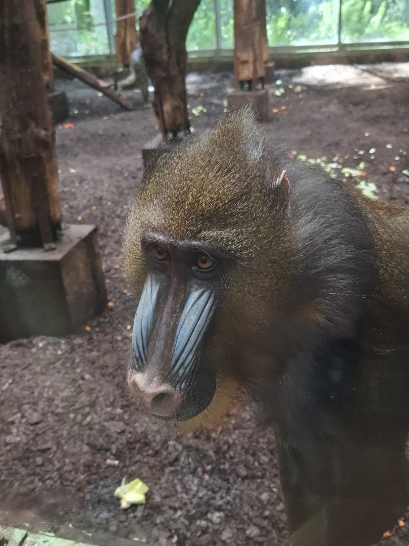 Mandrill