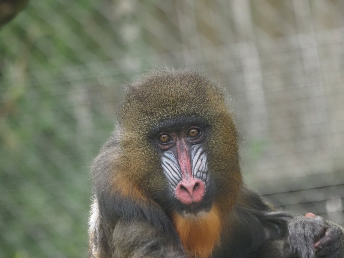 Mandrill