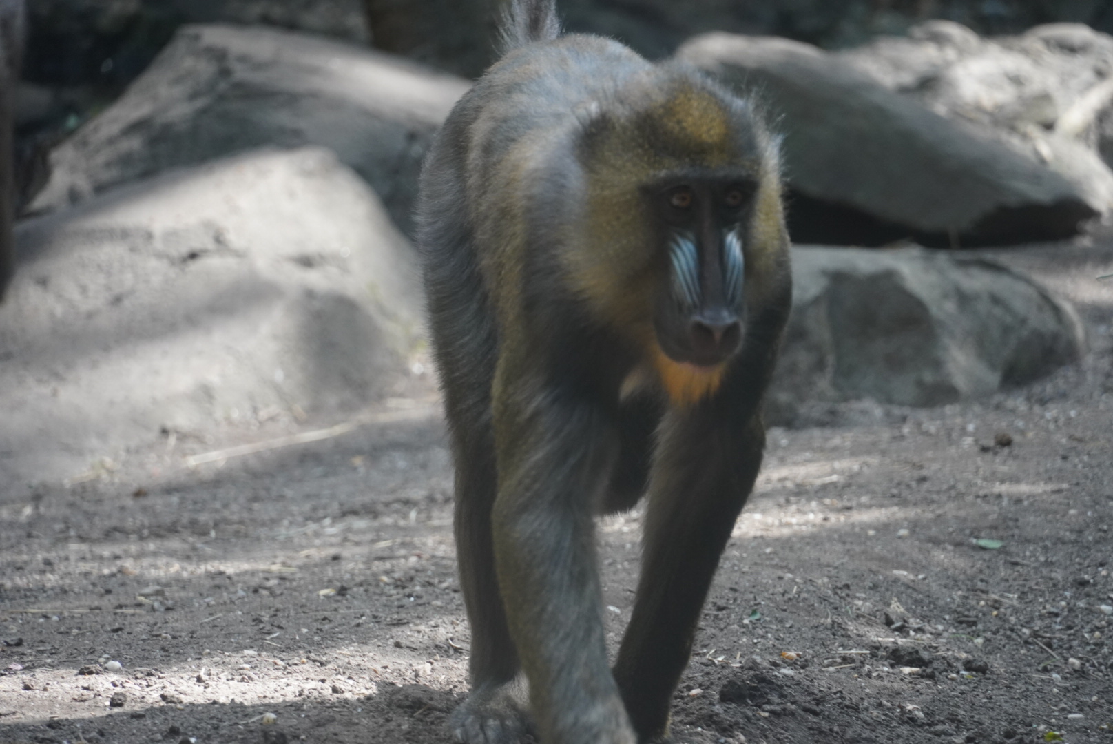 Mandrill