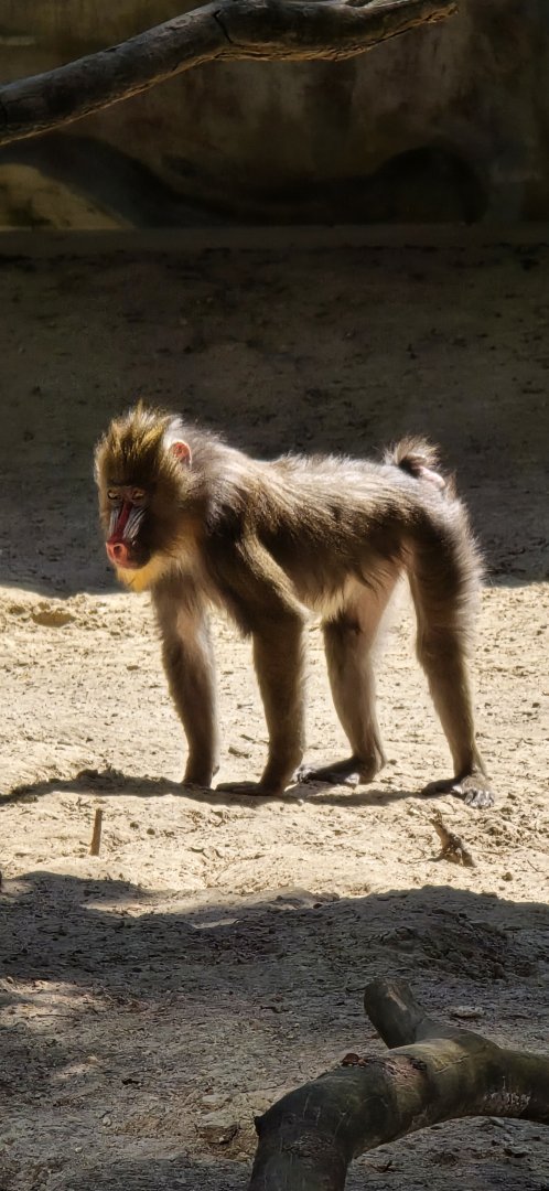 Mandrill