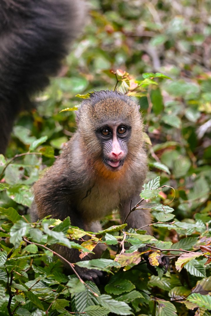 Mandrill