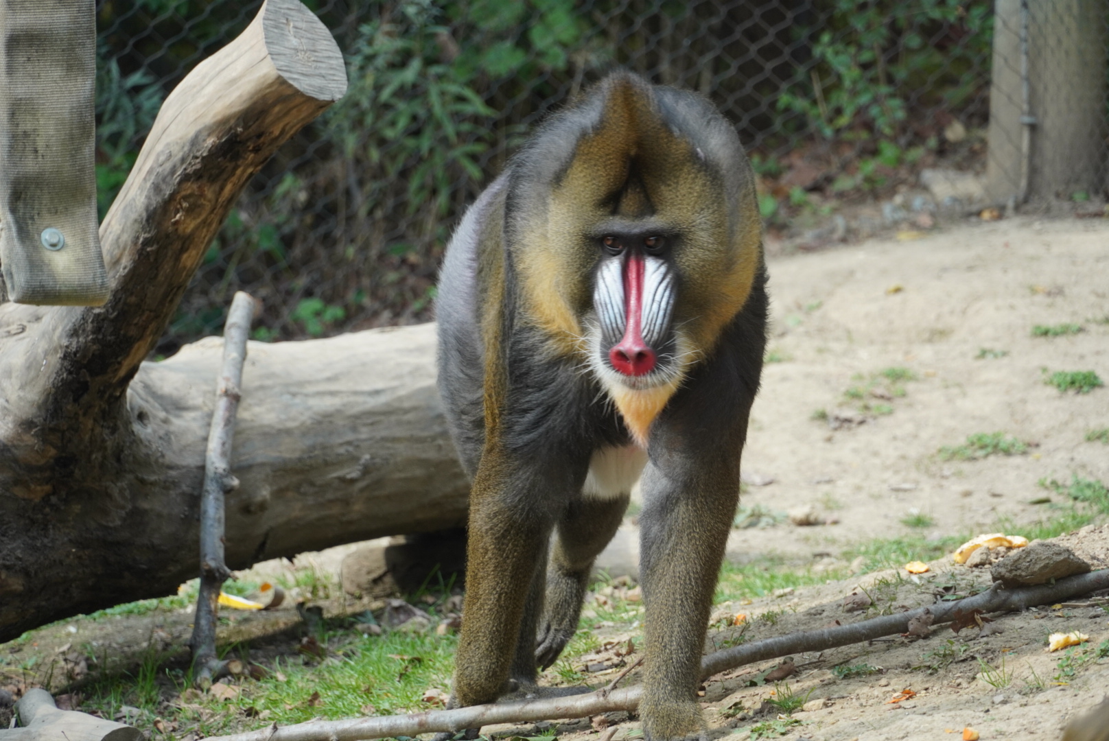 Mandrill