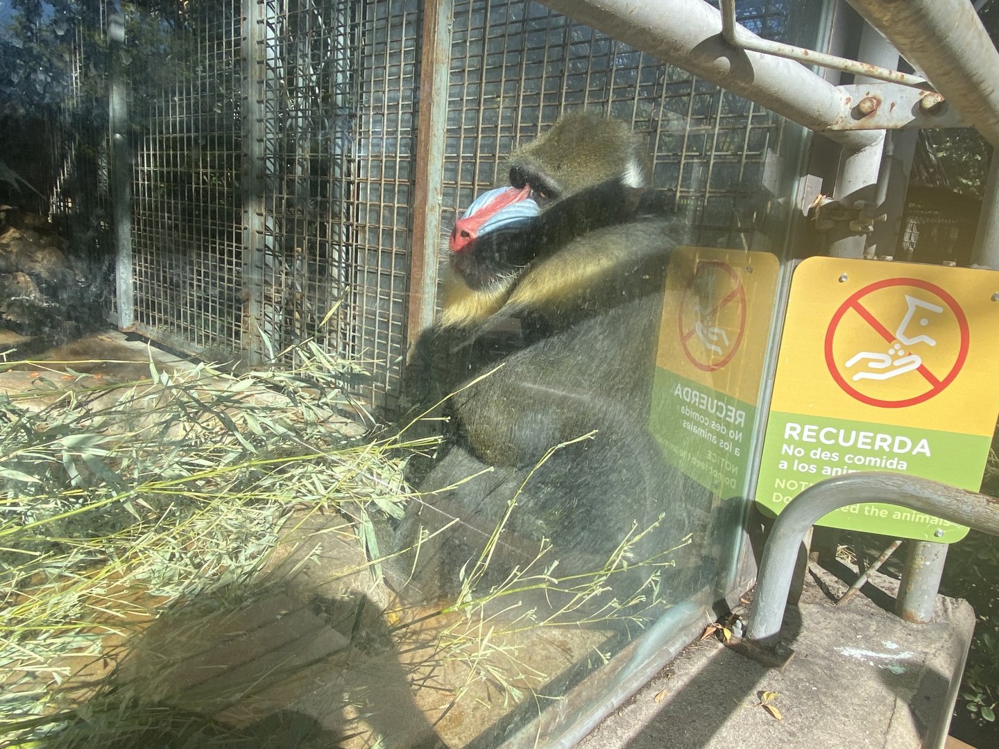 Mandrill