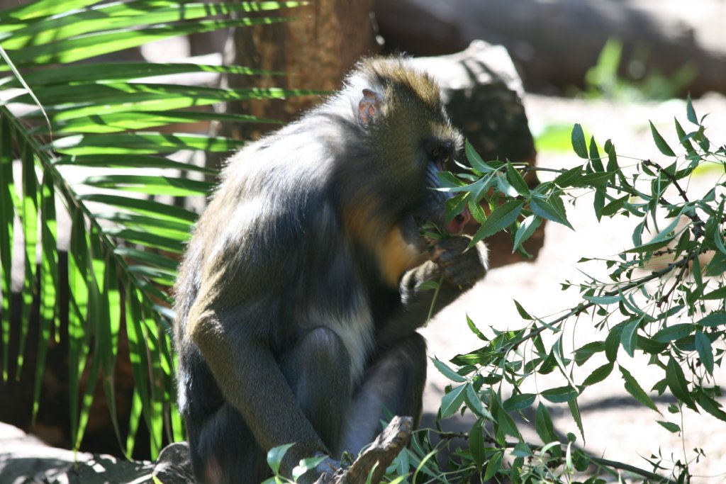 Mandrill