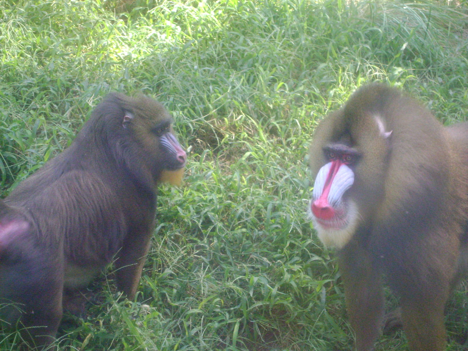 Mandrill