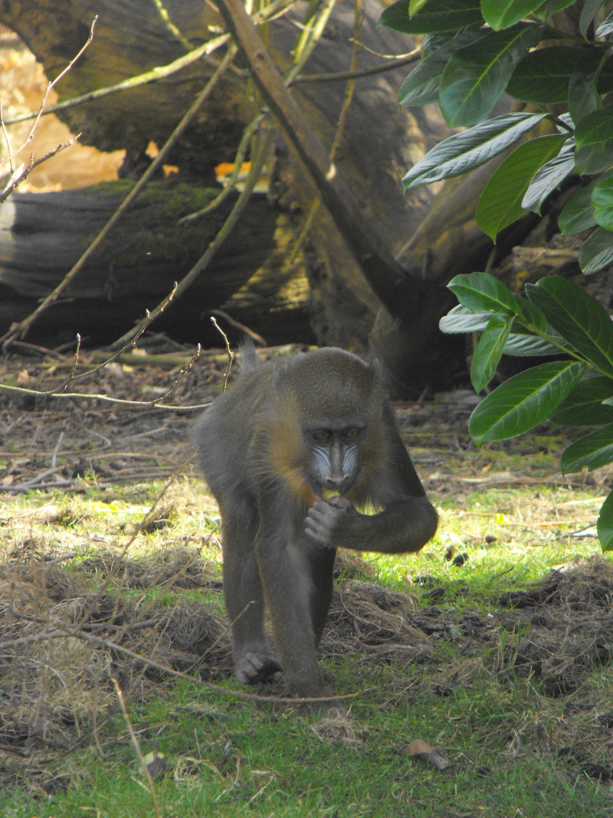 Mandrill