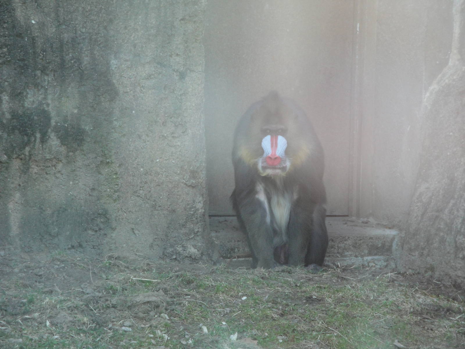 Mandrill