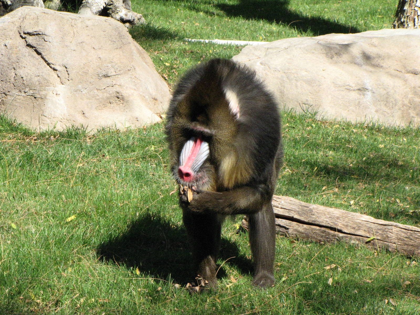 Mandrill